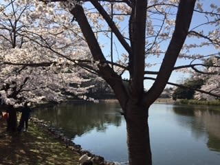 お花見♪大宮公園