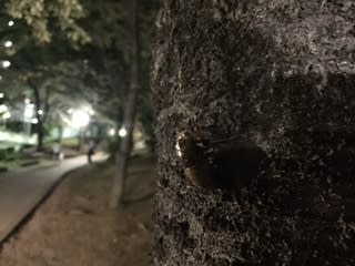 夜に散歩してたら