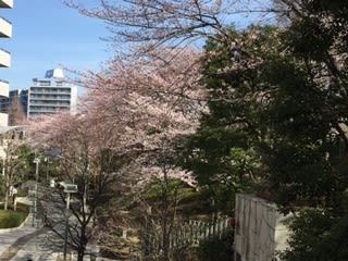 西口公園の開花情報