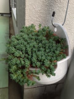 お花と植物と。