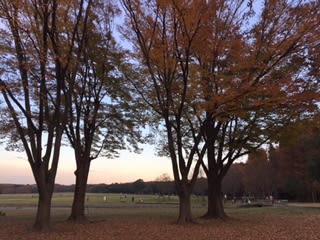 水元公園の紅葉