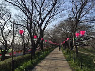 権現堂桜堤