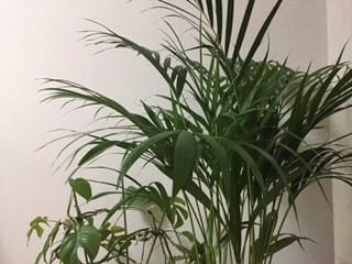 明日午前お休み＆観葉植物の世代交代