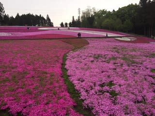 秩父：羊山公園