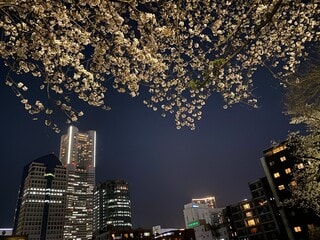 横浜で花見