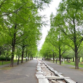 舎人公園のネモフィラ