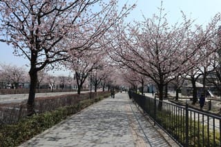 川口元郷の安行桜