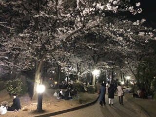 西口公園の夜桜