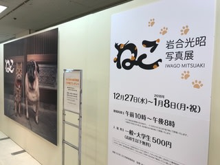 川口そごうの岩合さん猫展