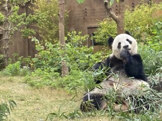 パンダ行っちゃいました