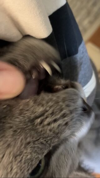 ネコネコネコ(T_T)