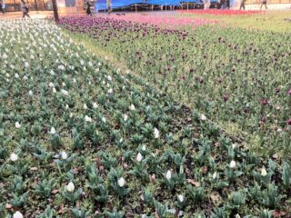 中華街で還暦祝い