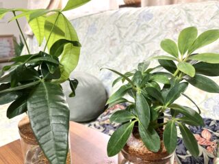 久々に観葉植物が増えました